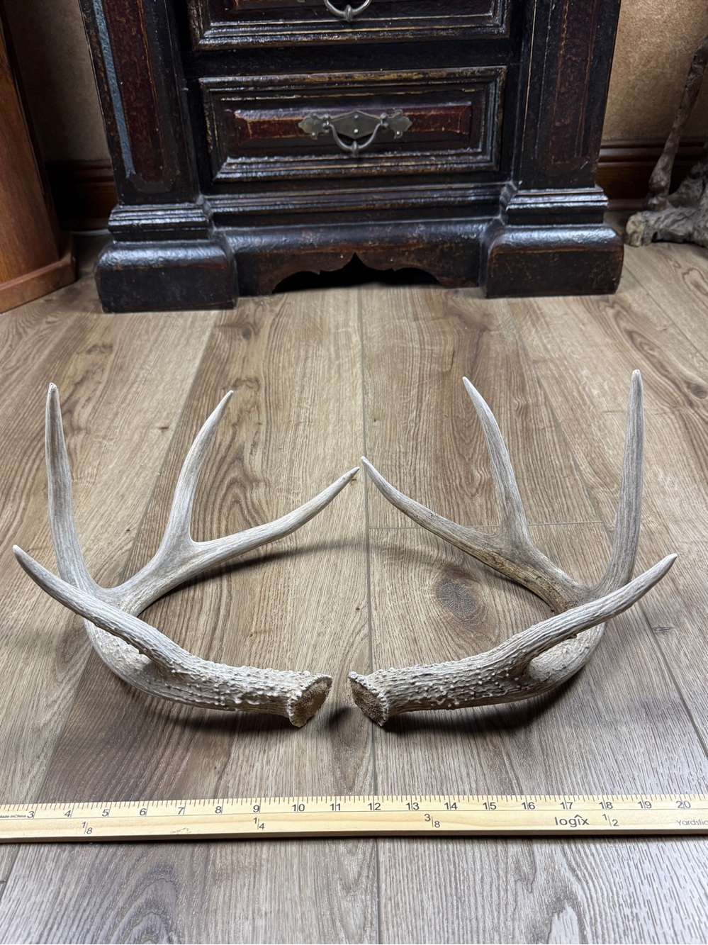 Authentic Naturally Shed Whitetail Deer Antlers 1 Pair